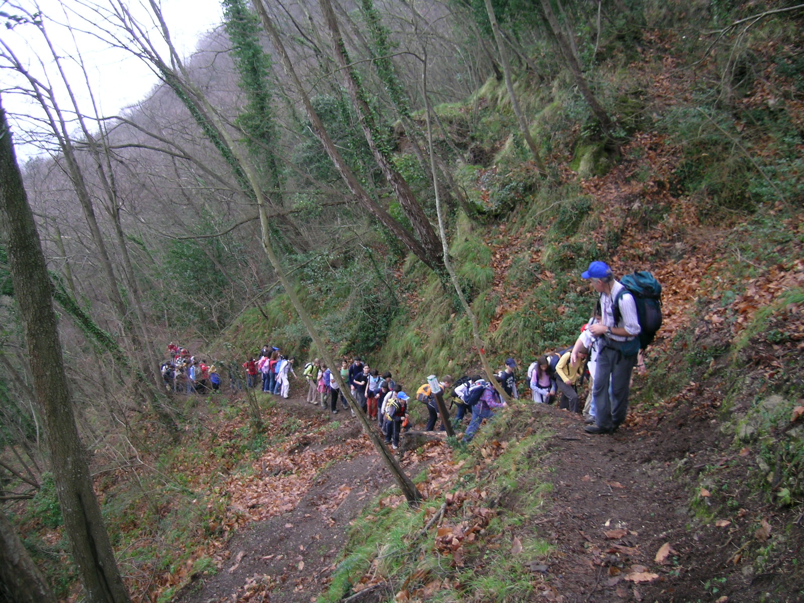 in fila nel bosco
